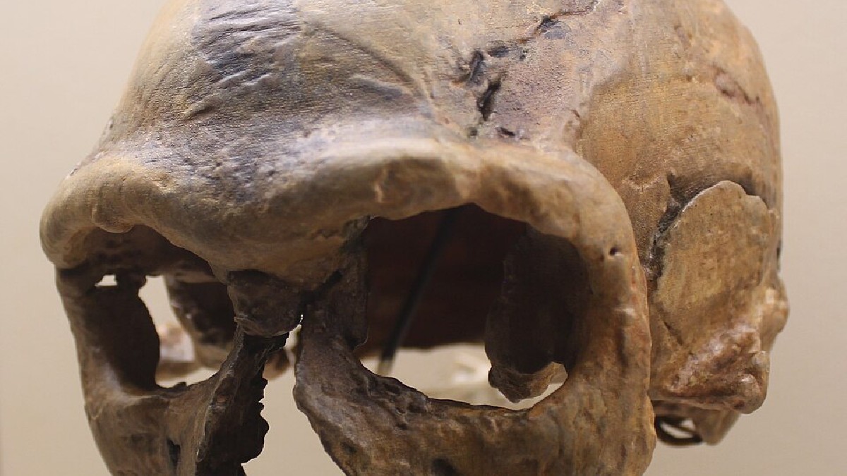 O molde do crânio Jebel Irhoud-1 virou uma das imagens mais conhecidas do debate sobre os primeiros Homo sapiens na África (Foto: Jonathan Chen / Wikimedia Commons)