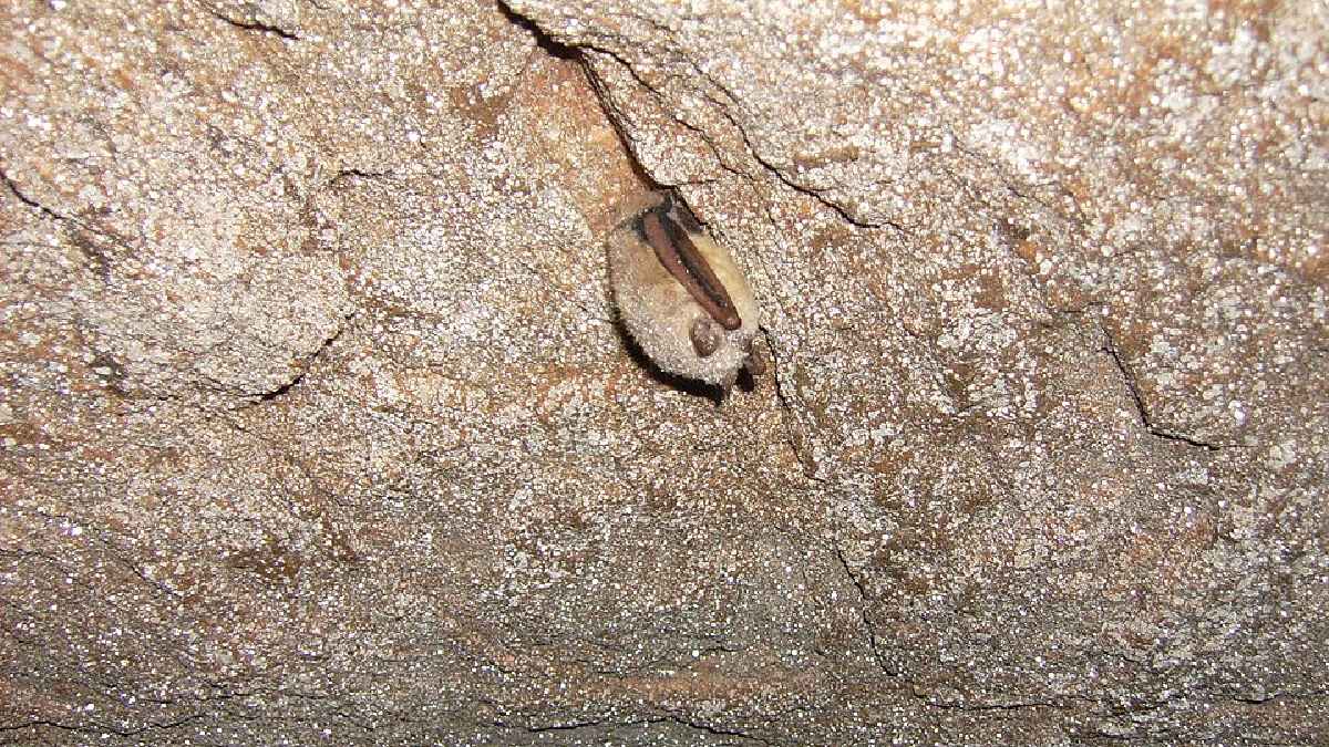 Pipistrelos aparecem com frequência em estudos sobre luz artificial porque reagem de forma diferente conforme a cor e a intensidade da iluminação (Foto: U. S. Fish and Wildlife Service - Northeast Region / Wikimedia Commons)