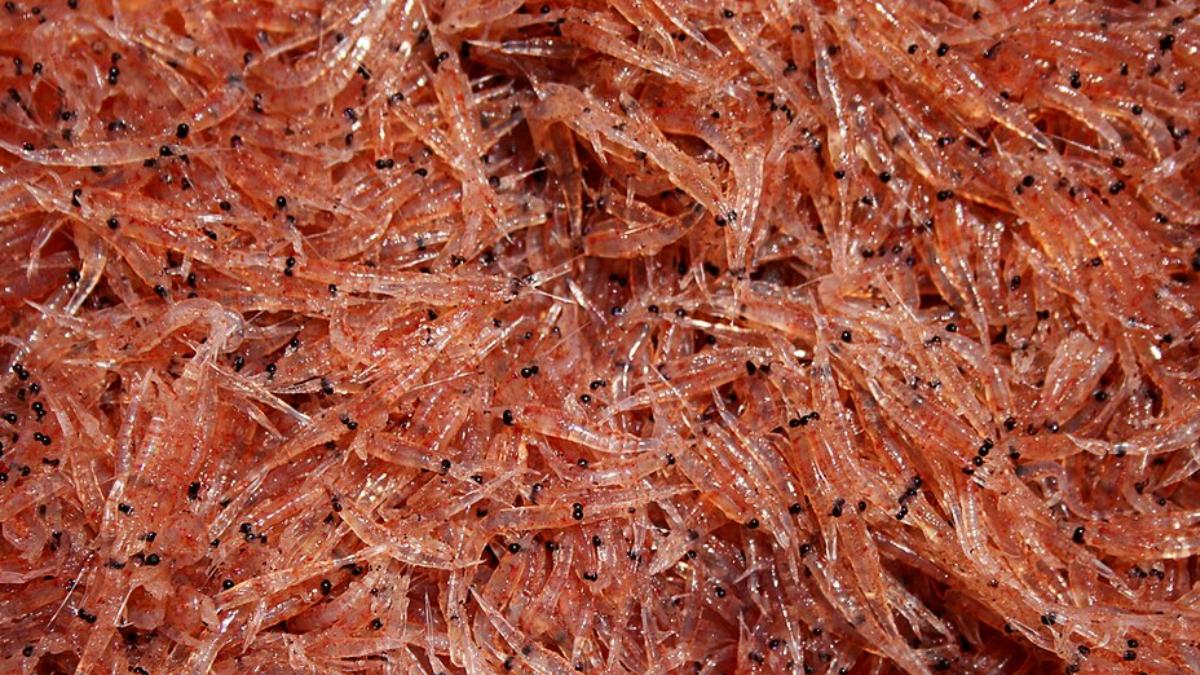 O krill é um pequeno crustáceo marinho que serve de alimento para baleias, peixes e aves oceânicas (Foto: Shannon Lyday/NOAA / Wikimedia Commons)