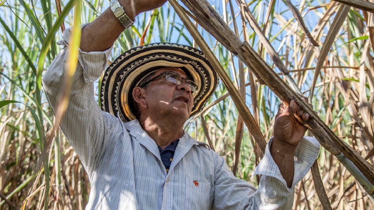 As origens da cidade remontam ao passado, quando ela ainda era a Fazenda das Canas (Foto: Frank Meriño / Pexes)