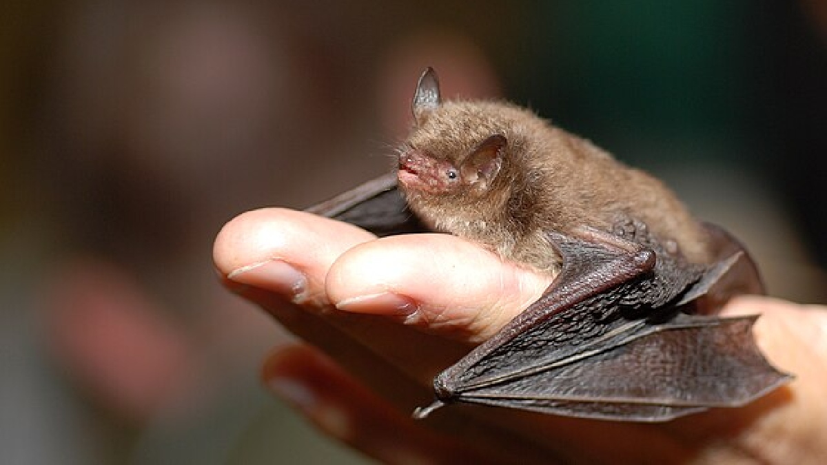 Espécies de morcegos dinamarqueses comuns, como o vindflagermus (Myotis daubentonii) ficam expostos ao ataque de corujas e outras aves de rapina (Foto: Gilles San Martin / Wikimedia Commons)