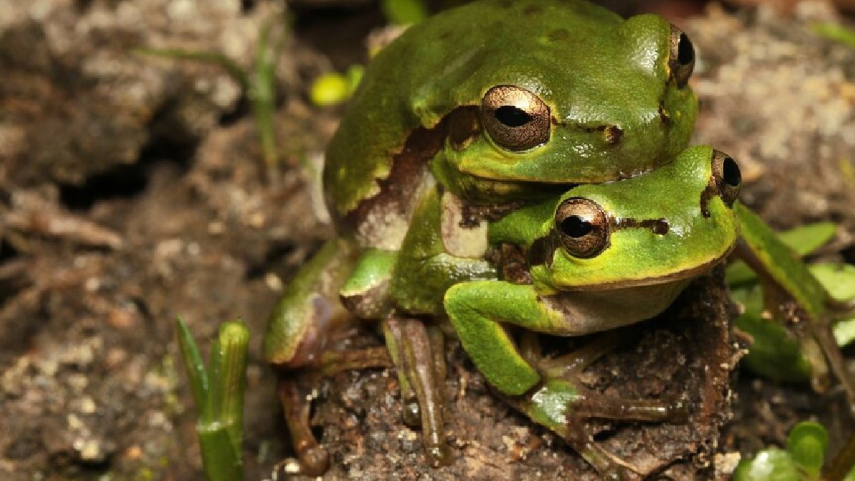 Espécimes comuns de Hyla orientalis (Foto: Omid Mozaffari / Wikimedia Commons)