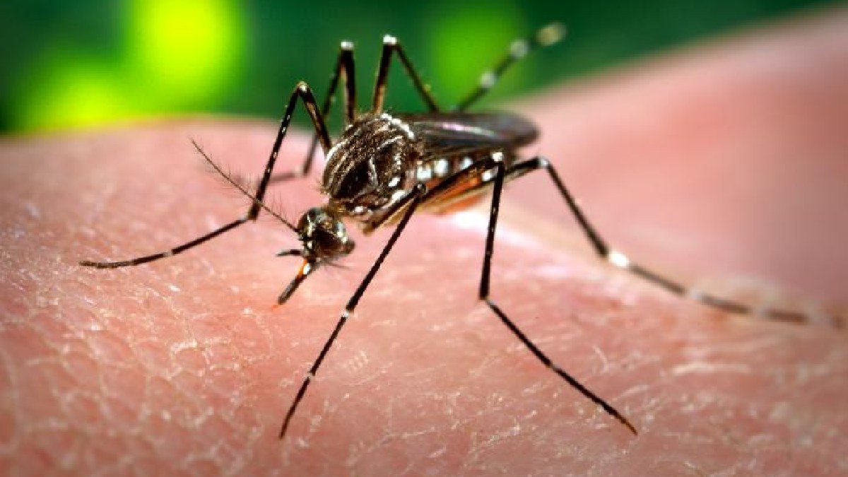 Medidas como essas são especialmente importantes no combate do Aedes aegypti, que que pode ser reconhecido pelo desenho claro no tórax e pelas listras brancas nas pernas, sinais importantes para diferenciar o mosquito de pernilongos comuns (Foto: James Gathany / Wikimedia Commons)