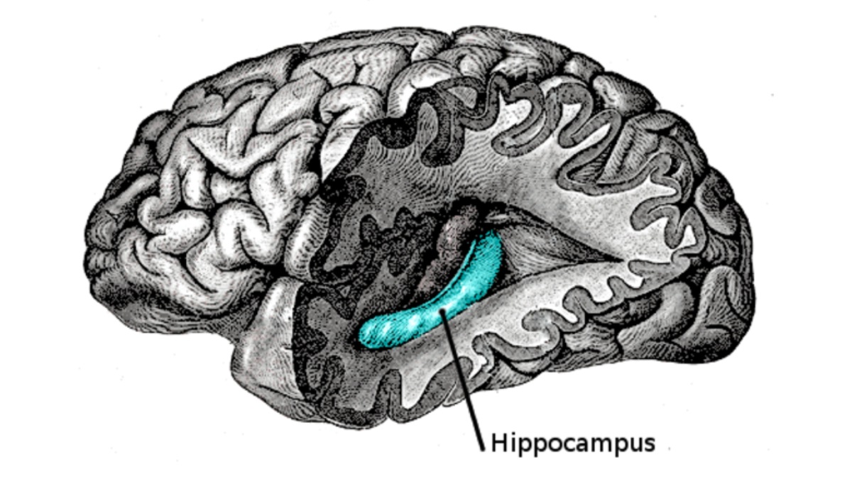 Estruturas cerebrais, como o hipocampo e o neocórtex, são responsáveis pela fixação das memórias em humanos (Foto: Henry Vandyke Carter / Wikimedia Commons)