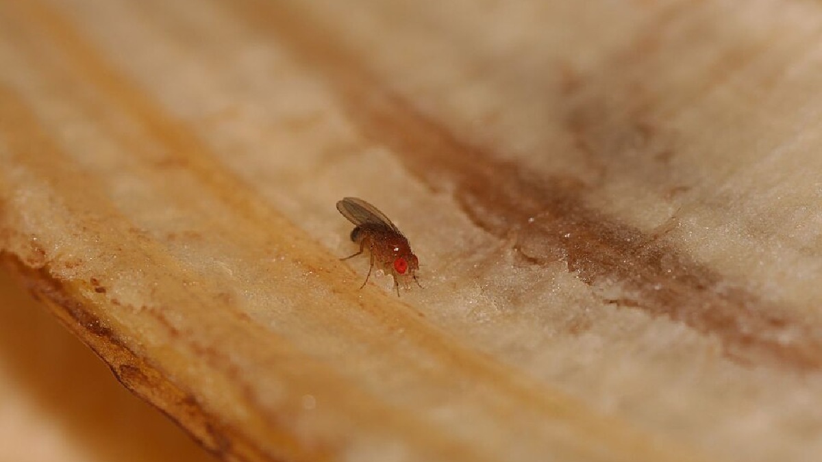 Moscas-das-frutas, da espécie Drosophila melanogaster, são usadas há décadas em laboratório para estudar aprendizado e memória (Foto: rjp/zimpenfish / Wikimedia Commons)