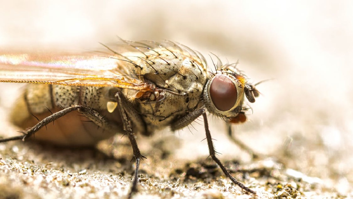 No estudo publicado na Nature, o efeito apareceu depois do aprendizado, em uma etapa conhecida como consolidação da memória (Foto: Олександр К / Pexels)