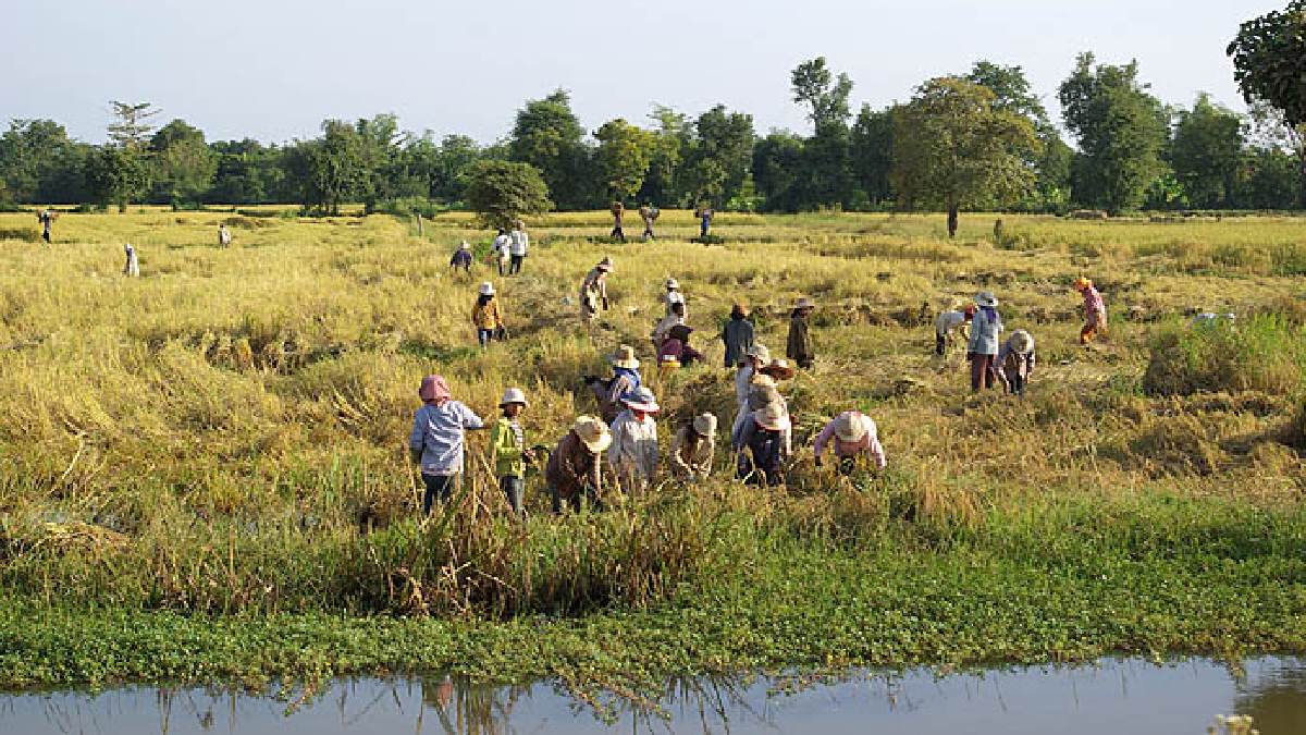 A colheita de arroz em Battambang mostra a importância da agricultura no cotidiano das comunidades atendidas por programas de renda e práticas sustentáveis (Foto: Stefan Fussan / Wikimedia Commons)