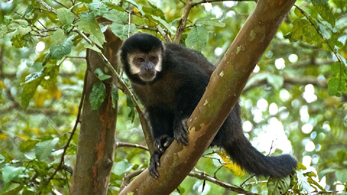 Outro destaque turístico da cidade é a Mata de Macacos, que recebeu esse nome pela sua população de macacos-prego (Foto: Peter Cook / Wikimedia Commons)