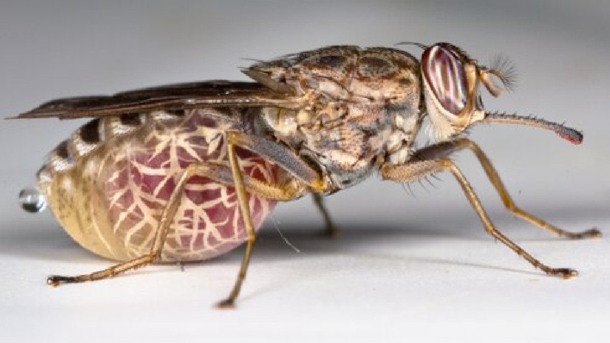 Moscas tsé-tsé (Glossina), cerca de 1,5 mil mortes por ano (Foto: Kira Heller / Wikimedia Commons)