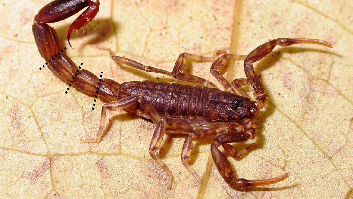 Escorpiões (Scorpiones), cerca de 3 mil mortes por ano (Foto: Mattoni et al. / Wikimedia Commons)