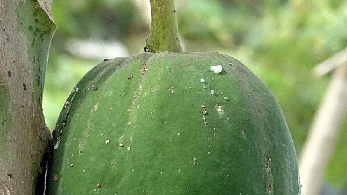 O mamão verde concentra mais látex do que o fruto maduro, ponto central do alerta para gestantes (Foto: Aathavan jaffna / Wikimedia Commons)