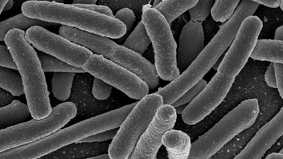A contaminação microbiológica é um dos principais entraves ao consumo de pescado em água poluída, e a E. coli é um dos indicadores mais conhecidos nesse monitoramento (Foto: NIAID / Wikimedia Commons)