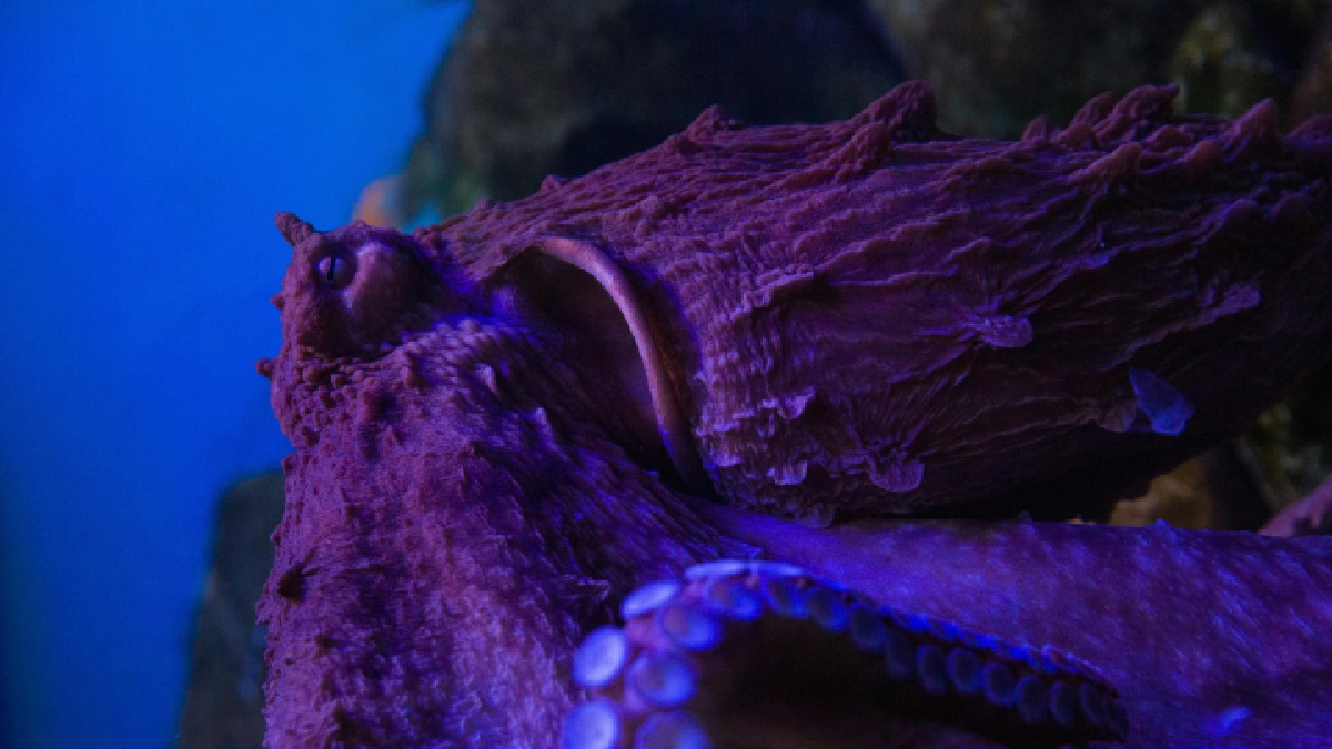 A coloração intensa registrada em aquário destaca como a percepção visual do animal muda conforme luz, fundo e posição do corpo (Foto: sofiya walrus / Pexels)