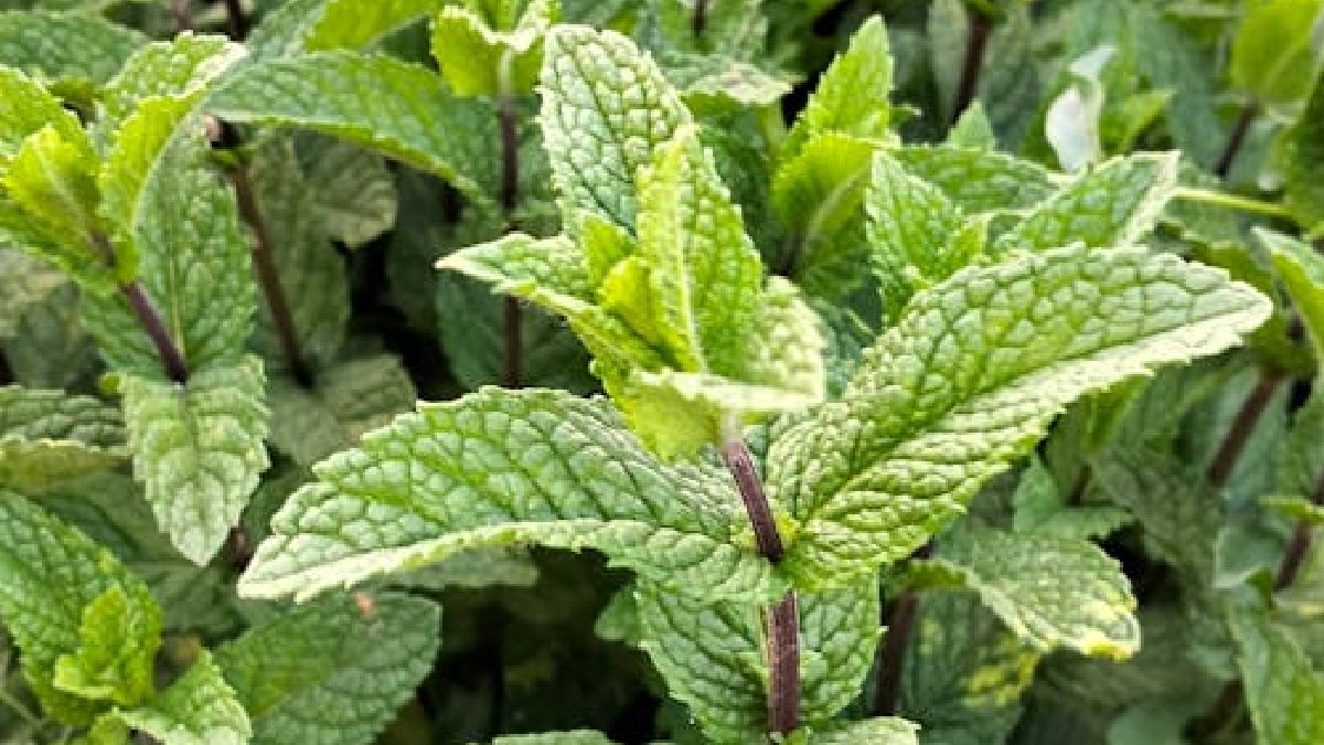 Plantas que exigem alta umidade devem ser evitadas a todo custo no mesmo vaso que o alecrim, como é o caso da hortelã, salsa e coentro (Foto: Brahim LAKSIR / Pexels)