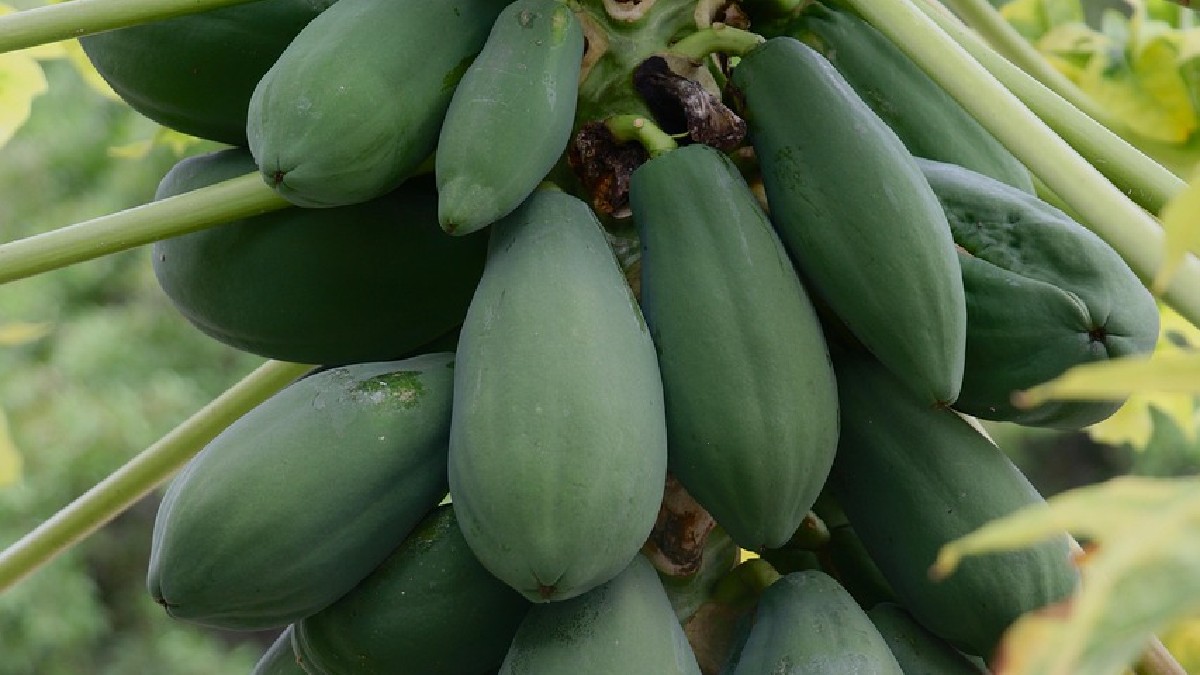 O mamoeiro pode carregar vários frutos ainda verdes ao mesmo tempo, antes da fase de consumo mais comum da fruta madura (Foto: jensphotography / Pixabay)