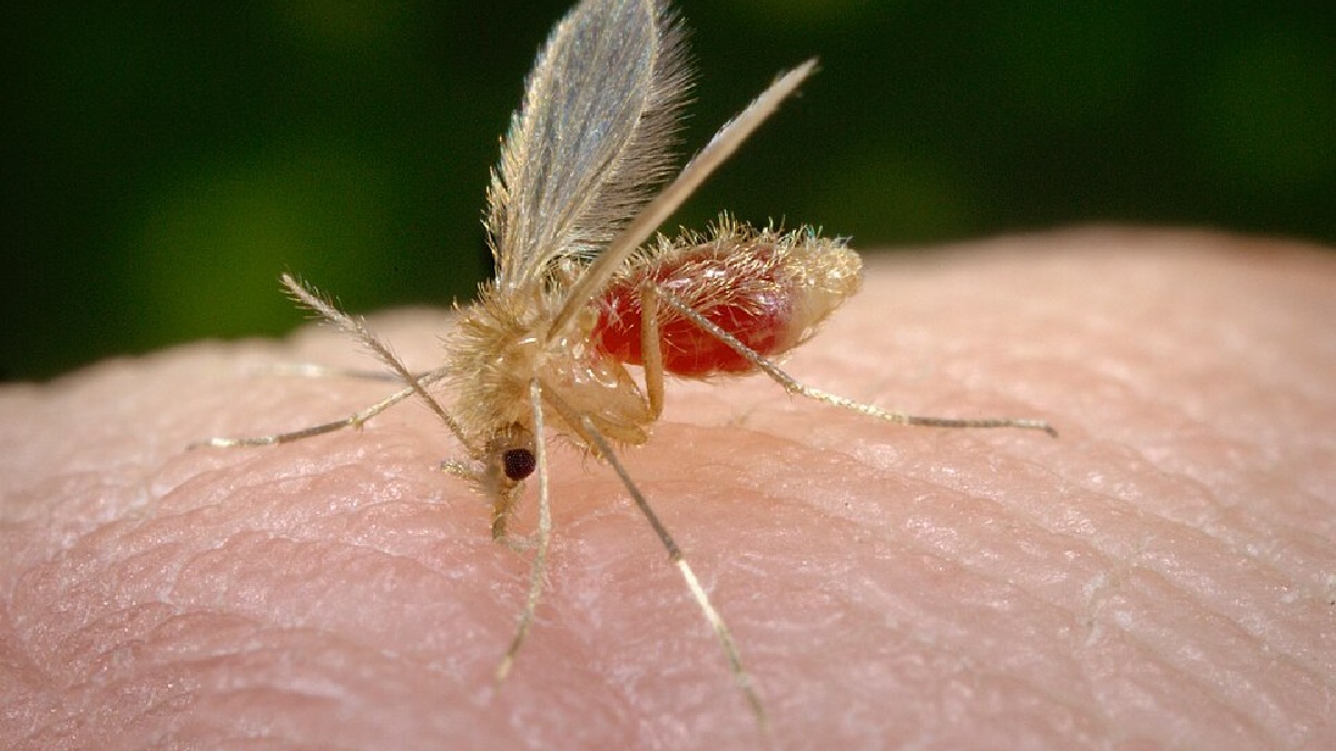 Flebotomíneos (Phlebotominae), cerca de 5 mil mortes por ano (Foto: CDC/ Frank Collins. Photo credit: James Gathany / Wikimedia Commons)