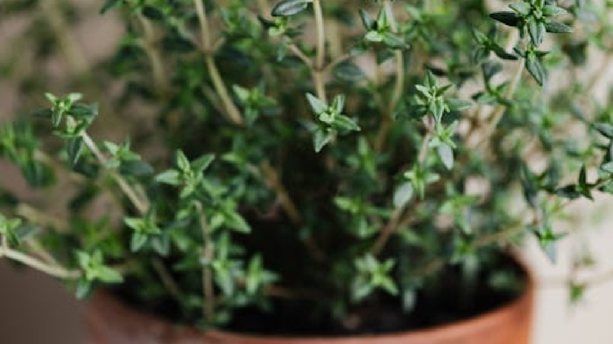 Na hora de envasar, dê preferência para plantas também oriundas de climas mediterrâneos, como o tomilho, sálvia, manjerona, lavanda e orégano (Foto: Pexels)