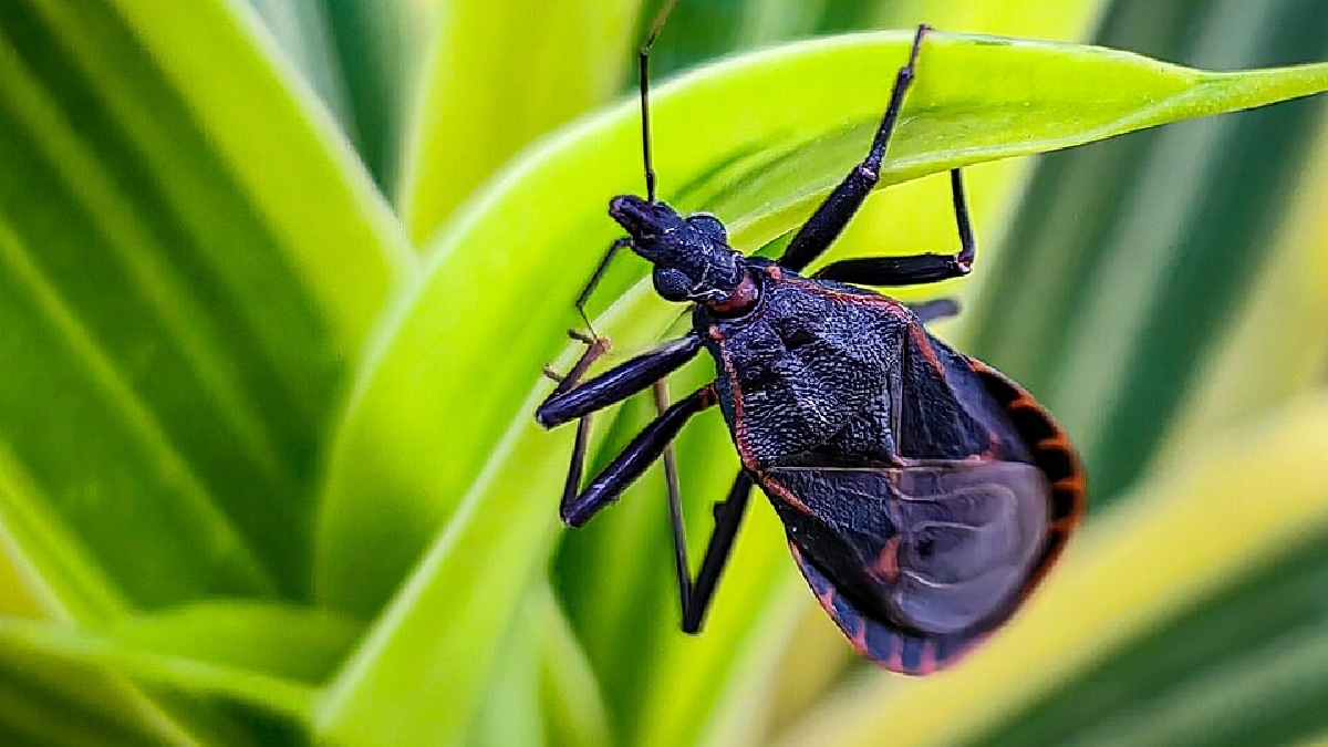 Barbeiros (Triatominae), cerca de 8 mil mortes por ano (Foto: Heigen Villacarlos / Wikimedia Commons)