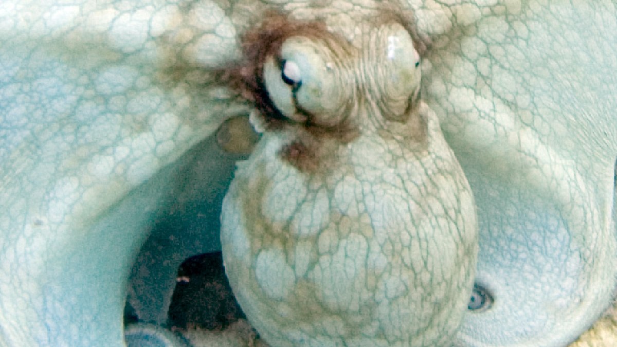 A espécie Octopus vulgaris é uma das referências mais conhecidas quando se fala em camuflagem dinâmica no fundo do mar (Foto: Paul Asman and Jill Lenoble / Wikimedia Commons)