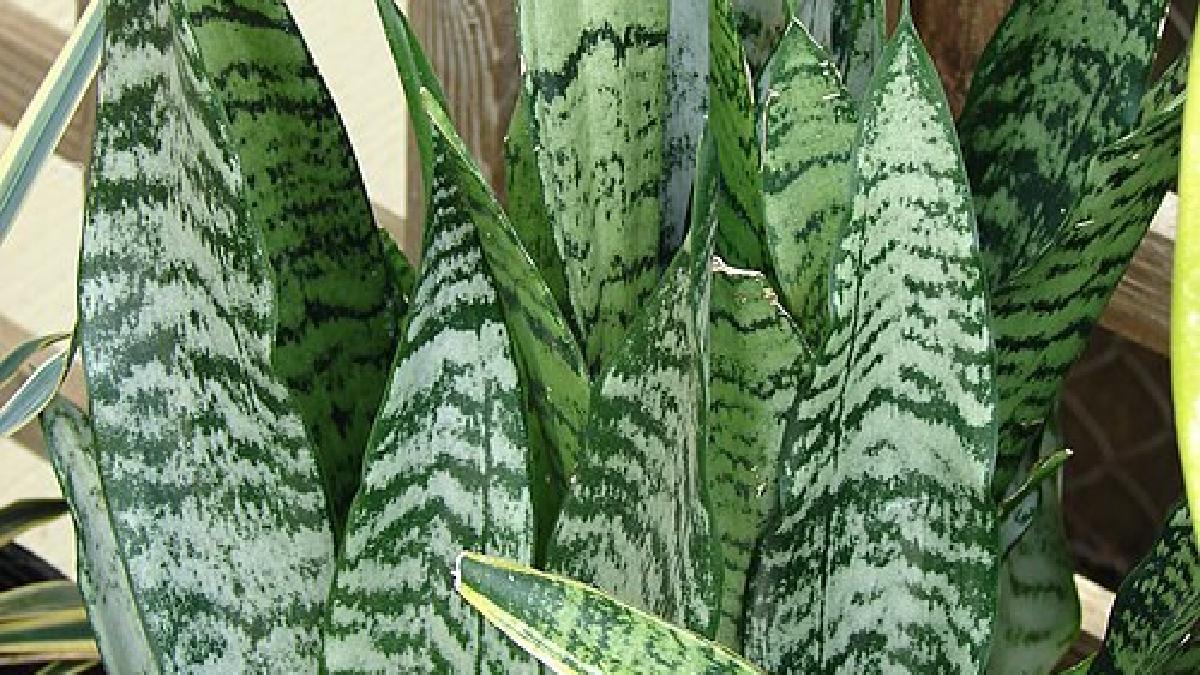 Dracaena trifasciata é nativa da África Ocidental e Centro-Ocidental, e as folhas eretas e pontiagudas que lembram uma espada (Foto: Forest & Kim Starr / Wikimedia Commons)