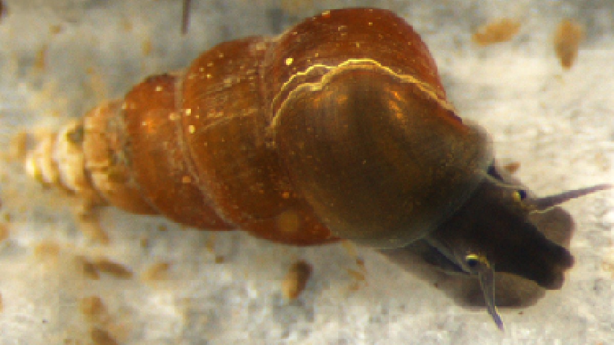 Caramujos de água doce (Biomphalaria, Bulinus e Oncomelania), cerca de 14 mil mortes por ano (Foto: Yuichi Kameda & Makoto Kato / Wikimedia Commons)