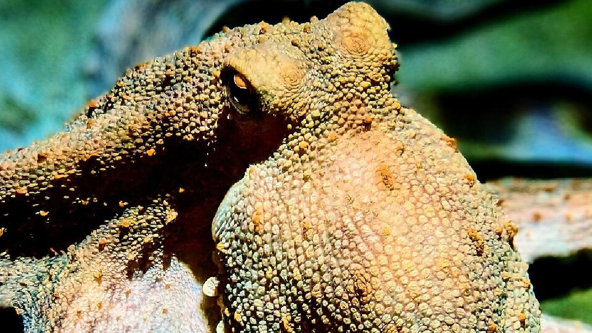 Polvo fotografado em aquário exibe pele enrugada e saliências que lembram o relevo variável estudado em materiais inspirados nesses animais (Foto: Bramfab / Wikimedia Commons)