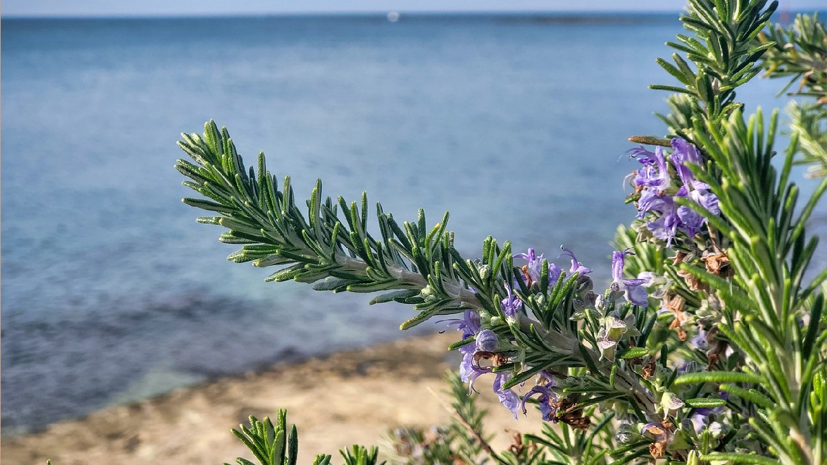 Planta originária da região do Mediterrâneo exige cuidados específicos para sua espécie, que podem entrar em conflito com outras espécies de climas muito alienígenas ao alecrim (Foto: Van3ssa_ / Pixabay)