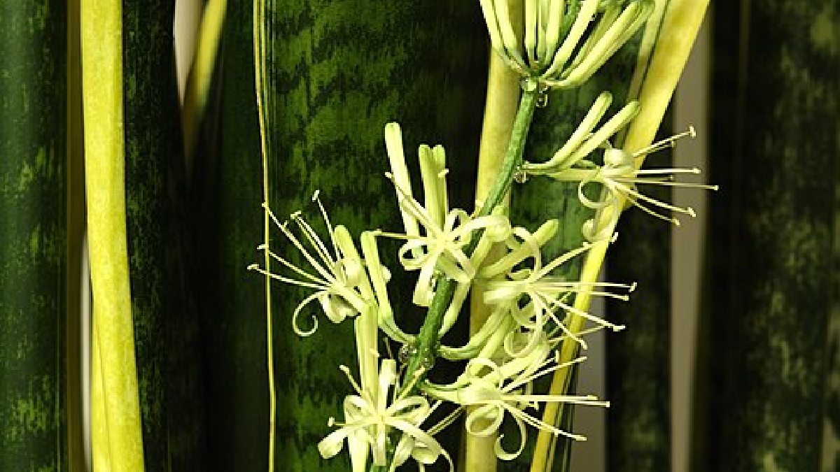 A espada-de-são-jorge também floresce, e esta foto registra a haste branca com gotas ao redor da inflorescência, descritas no arquivo como guttation (Foto: Mlogic / Wikimedia Commons)