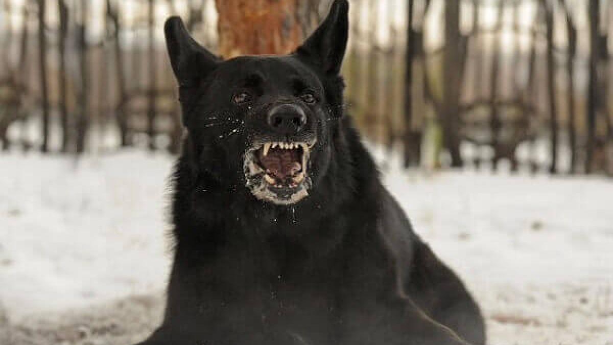 Cães (Canis lupus familiaris), cerca de 40 mil mortes por ano (Foto: Ivan31232 / Wikimedia Commons)