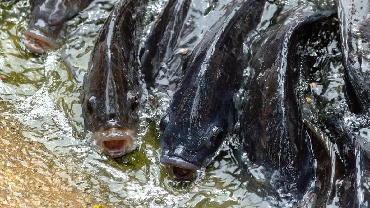 Tilápias estão entre os peixes mais associados a ambientes alterados e com menor oxigenação, o que explica sua presença em áreas impactadas pela ação humana (Foto: 1CzPhoto / Pixabay)