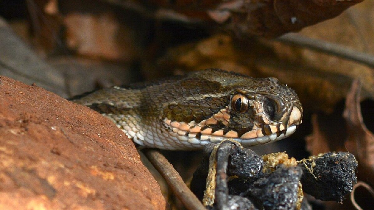 Cobras (Serpentes), cerca de 100 mil mortes por ano (Foto: Dr. Raju Kasambe / Wikimedia Commons)