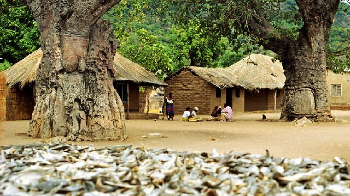 O baobá é um forte símbolo em regiões da áfrica subsaariana, fornecendo alimento (fruto mucua, folhas), medicina, abrigo e água em zonas secas, além de ser o centro de tradições orais e decisões comunitárias (Foto: Dr. Ondřej Havelka / Wikimedia Commons)