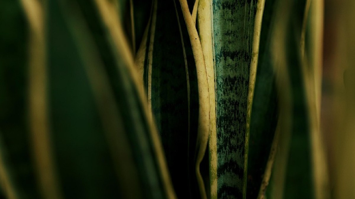 Espalhada pelo mundo como planta ornamental, a espécie entrou de vez na decoração doméstica e ganhou lugar fixo em vasos de interiores, varandas e corredores (Foto: Joko_Narimo / Pixabay)