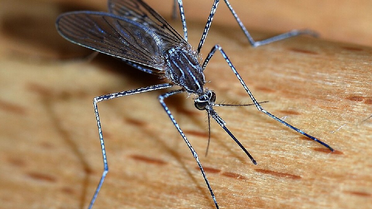 Mosquitos (Culicidae), cerca de 760 mil mortes por ano (Foto: Alvesgaspar / Wikimedia Commons)