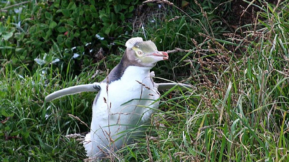 Outro destaque é a Colônia de Pinguins Azuis de Ōamaru, localizada em uma antiga pedreira da cidade (Foto: Richard Giddins / Wikimedia Commons)