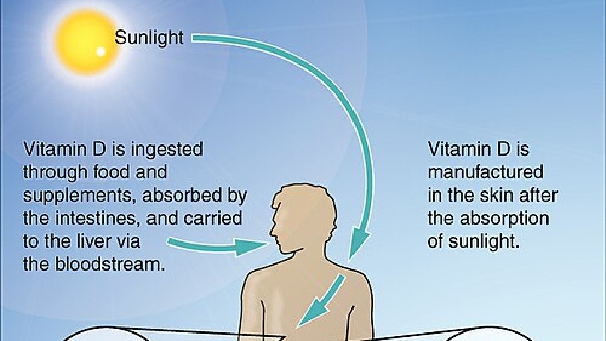 O caminho da vitamina D inclui pele, circulação, fígado e rins antes de chegar à forma biologicamente ativa (Foto: OpenStax College / Wikimedia Commons)