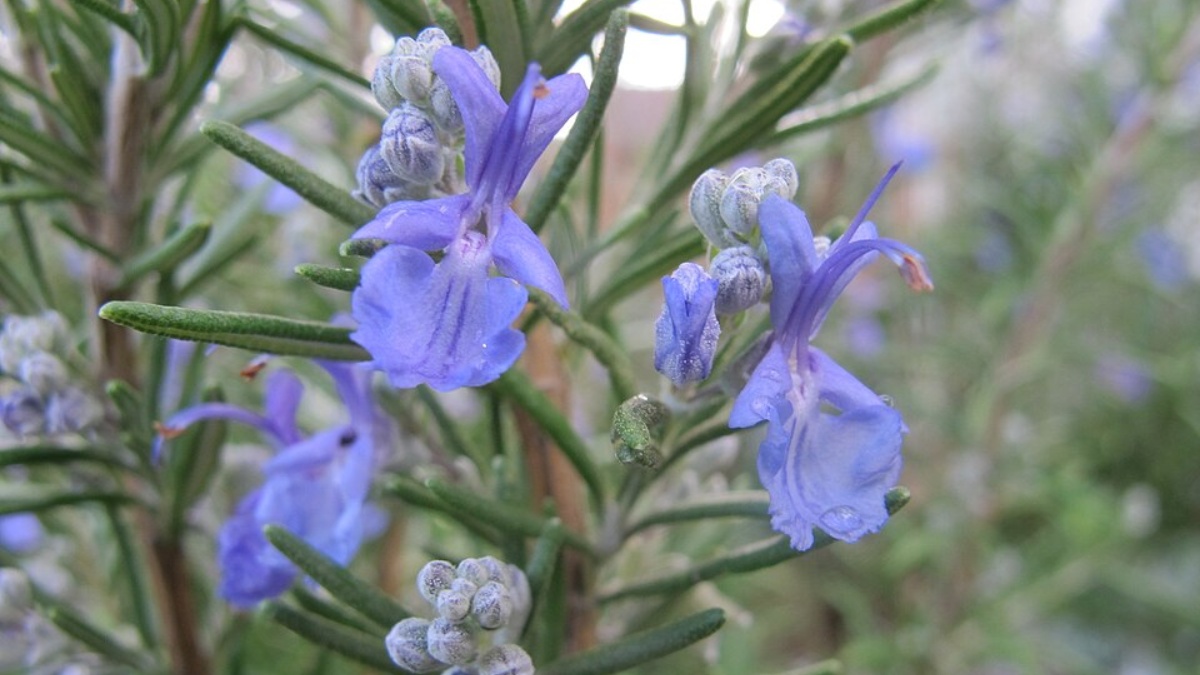 Um alecrim bem cuidado, além de servir como erva para temperar alimentos, também é um ótimo adorno ao gerar suas características flores lilases (Foto: Margalob / Wikimedia Commons)