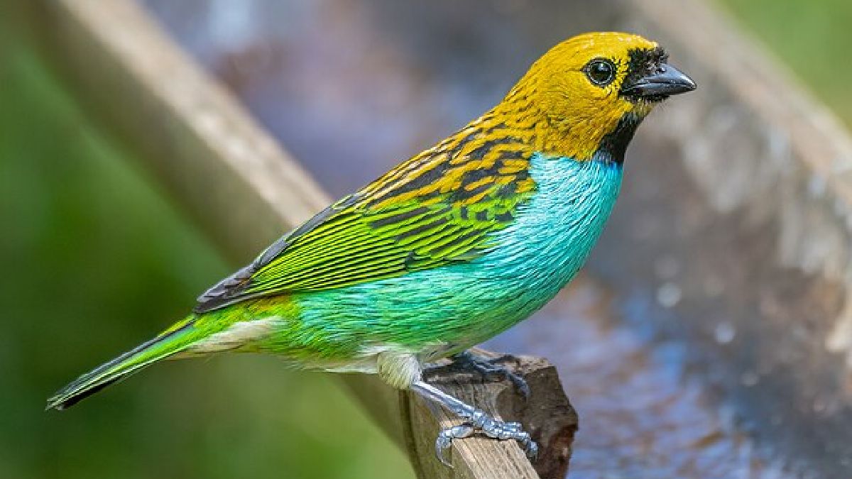Avistamento de pássaro, Tangara cyanoventris, no Jardim dos Pinhais Ecco Parque (Foto: Renato Machado de Sobral / Wikimedia Commons)