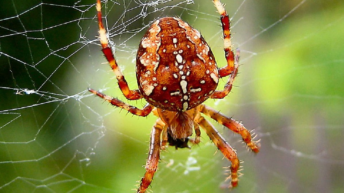 Aranhas estão entre os animais que mais causam medo, embora mortes por picadas sejam raras; a estimativa global arredondada fica em torno de 50 óbitos por ano (Foto: Frode Inge Helland / Wikimedia Commons)