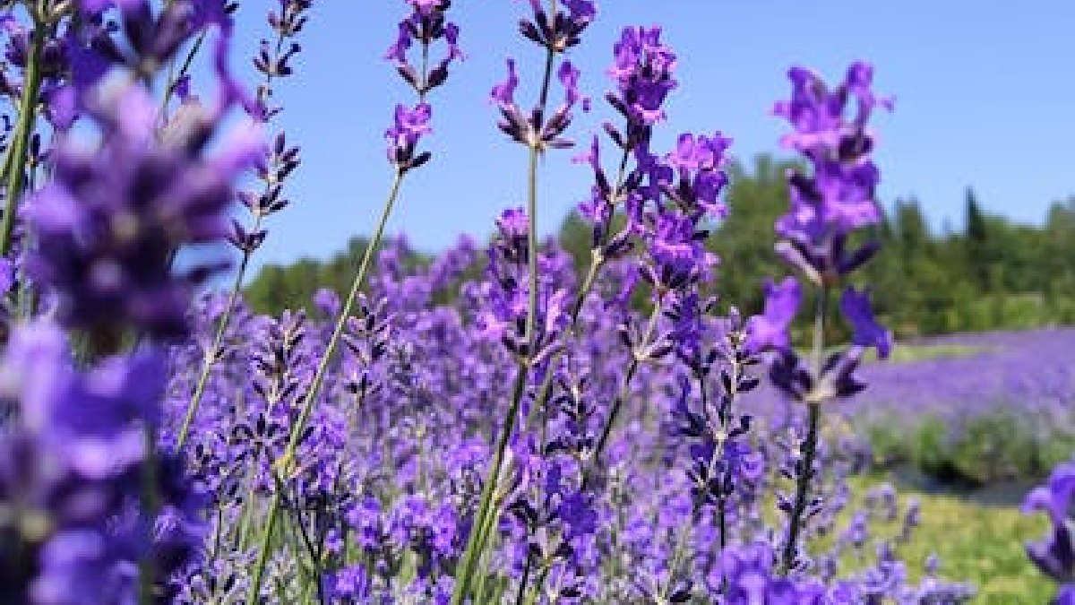 Recomendação é manter o alecrim junto de outras espécies mediterrâneas, como a lavanda, em vasos e canteiros compartilhados que sejam pequenos (Foto: Kelly Carson)