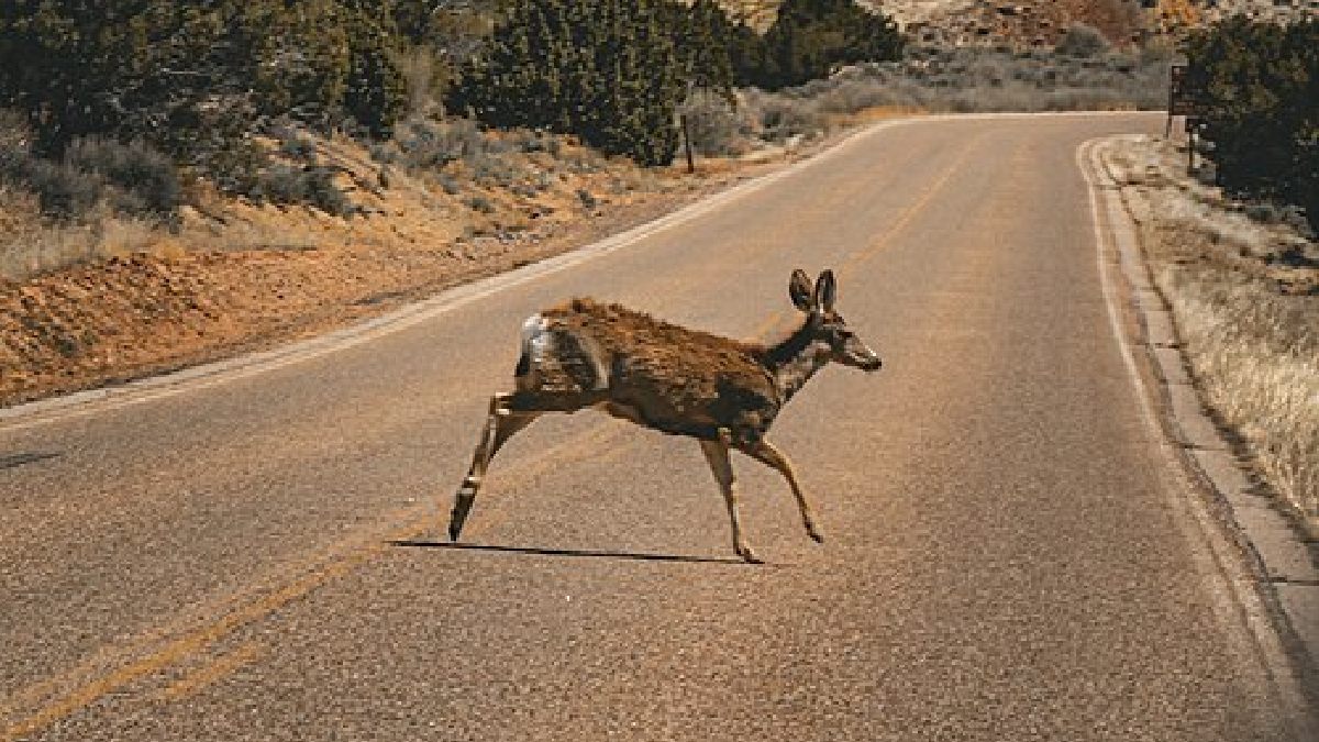 Cervos parecem inofensivos, mas podem matar de forma indireta em colisões com veículos; nos EUA, estimativas apontam cerca de 150 mortes anuais ligadas a esse tipo de acidente (Foto: Scott Bauer, USDA / Wikimedia Commons)