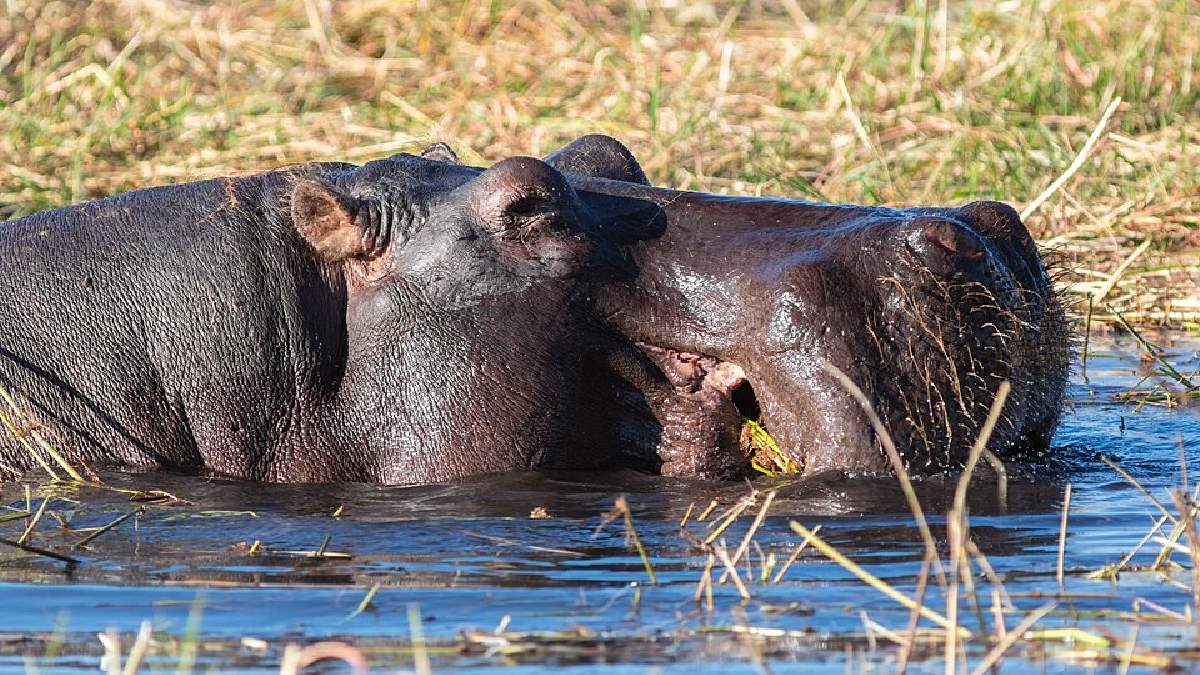 O hipopótamo parece lento, mas é territorial, forte e perigoso em encontros diretos; ainda assim, a estimativa global fica bem abaixo da fama de "animal que mais mata na África", com cerca de 500 mortes ao ano (Foto: Diego Delso / Wikimedia Commons)