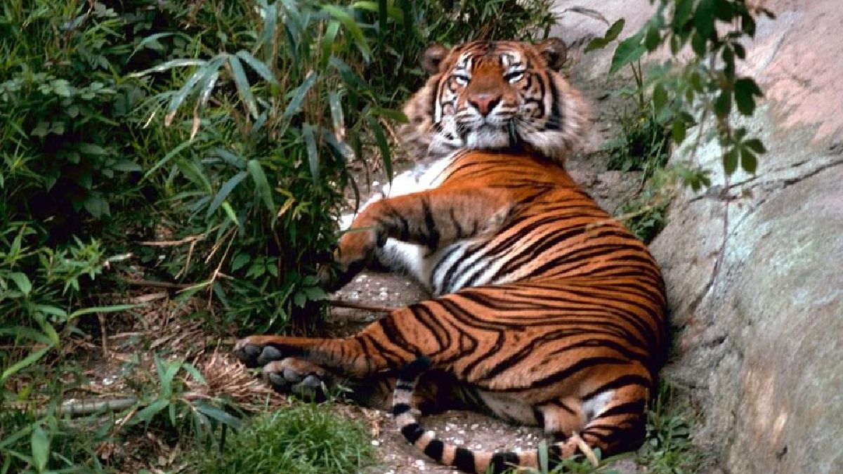Tigres são predadores de grande porte e símbolo clássico de ameaça, mas ataques fatais são bem mais raros (Foto: Gary M. Stolz, U.S. Fish and Wildlife Service / Wikimedia Commons)