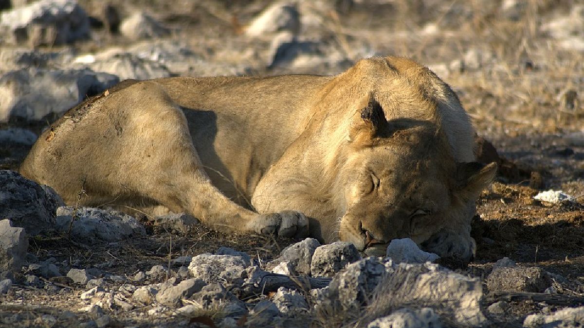 Leões estão entre os animais mais associados ao perigo na cultura popular, mas a estimativa global fica em torno de 100 mortes humanas por ano, muito abaixo de diversos insetos (Foto: Hans Hillewaert / Wikimedia Commons)