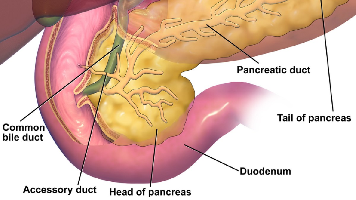 O pâncreas produz enzimas digestivas e hormônios como insulina e glucagon, por isso entrou no centro das pesquisas sobre metabolismo (Foto: BruceBlaus / Wikimedia Commons)