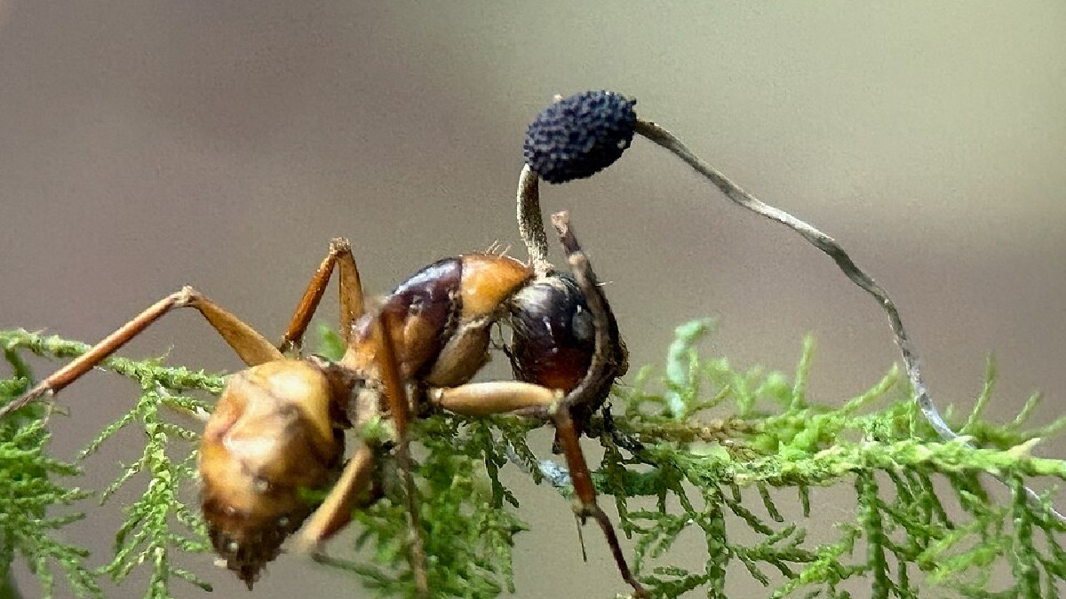 Formiga infectada pelo Ophiocordyceps (Foto: Bealeiderman / Wikimedia Commons)