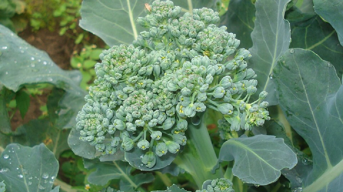 O brócolis é a variedade Brassica oleracea var. italica, nome botânico usado nas bases de referência para esse vegetal (Foto: Sanja565658 / Wikimedia Commons)