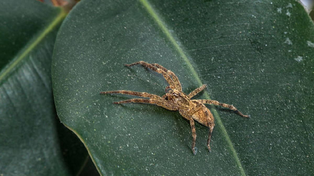 Os cordyceps conhecidos pela ciência são altamente especializados em artrópodes, como formigas, vespas e aranhas. Até aqui, não há hospedeiros vertebrados descritos para esse grupo (Foto: Christian Ferrer / Wikimedia Commons)