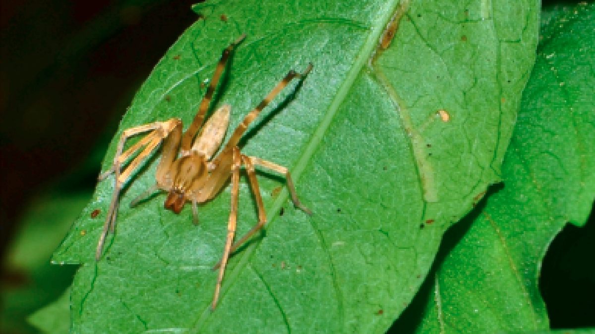 Indivíduo não parasitado procurando alimento na vegetação