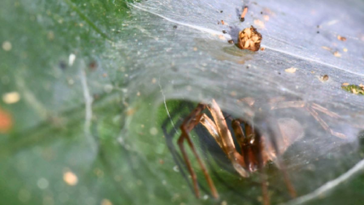 Abrigo de seda construído por aranhas não parasitadas na lâmina da folha
